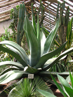Graines de Agave salmiana subsp. salmiana