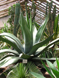 Graines de Agave salmiana subsp. salmiana