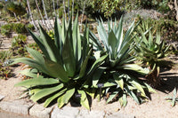 Graines de Agave salmiana subsp. salmiana