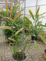 Graines de Gingembre, Alpinia Galanga