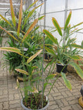 Graines de Gingembre, Alpinia Galanga