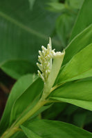 Graines de Gingembre, Alpinia Galanga