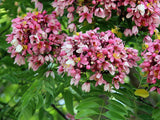 Graines de Cassia Javanica subsp. nodosa, cassier nain, cassia de Java