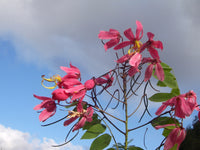 Graines de Cassia Javanica subsp. nodosa, cassier nain, cassia de Java