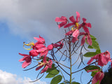 Graines de Cassia Javanica subsp. nodosa, cassier nain, cassia de Java