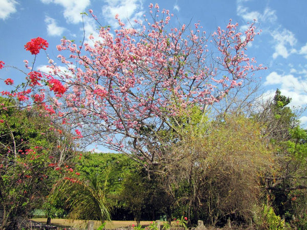 Graines de Cassia Javanica subsp. nodosa, cassier nain, cassia de Java