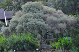 Graines de Diospyros Austroafricana, Bâton de feu