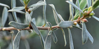 Graines de Diospyros Austroafricana, Bâton de feu