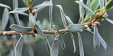 Graines de Diospyros Austroafricana, Bâton de feu