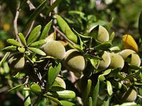 Graines de Diospyros Austroafricana, Bâton de feu