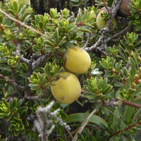 Graines de Diospyros Austroafricana, Bâton de feu