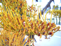 Graines de Grevillea robusta, Grévillier robuste, chêne soyeux d'Australie, chêne gris