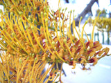 Graines de Grevillea robusta, Grévillier robuste, chêne soyeux d'Australie, chêne gris