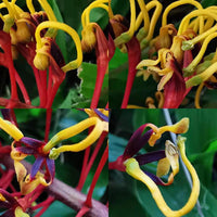 Graines de Grevillea robusta, Grévillier robuste, chêne soyeux d'Australie, chêne gris