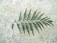 Graines de Grevillea robusta, Grévillier robuste, chêne soyeux d'Australie, chêne gris