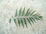 Graines de Grevillea robusta, Grévillier robuste, chêne soyeux d'Australie, chêne gris