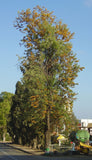 Graines de Grevillea robusta, Grévillier robuste, chêne soyeux d'Australie, chêne gris