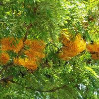 Graines de Grevillea robusta, Grévillier robuste, chêne soyeux d'Australie, chêne gris