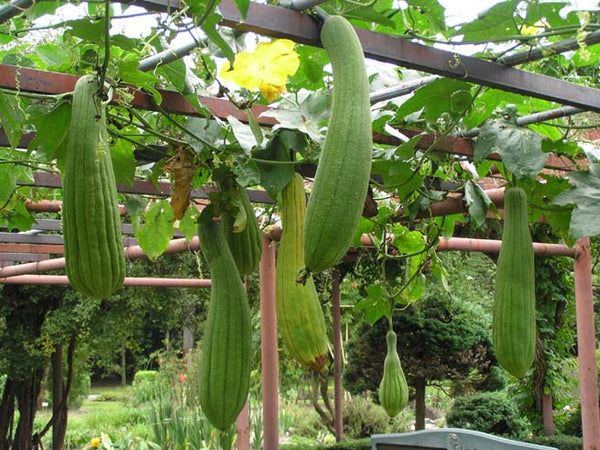 Graines de Luffa Cylindrica, Courge éponge