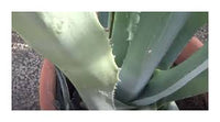Graines de Agave Atrovirens 'Oaxaca Jungle Giant'