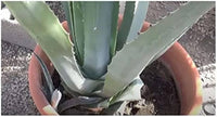 Graines de Agave Atrovirens 'Oaxaca Jungle Giant'