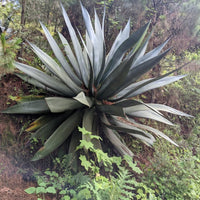 Graines de Agave Atrovirens 'Oaxaca Jungle Giant'