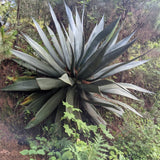 Graines de Agave Atrovirens 'Oaxaca Jungle Giant'