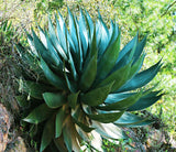Graines de Agave Atrovirens 'Oaxaca Jungle Giant'