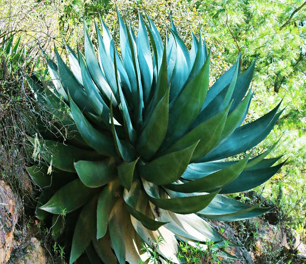 Graines de Agave Atrovirens 'Oaxaca Jungle Giant'