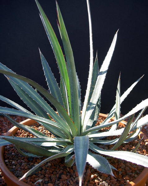 Graines de Agave Funkiana