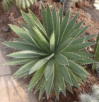 Graines de Agave Funkiana