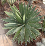 Graines de Agave Funkiana