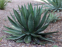 Graines de Agave garciae-mendozae