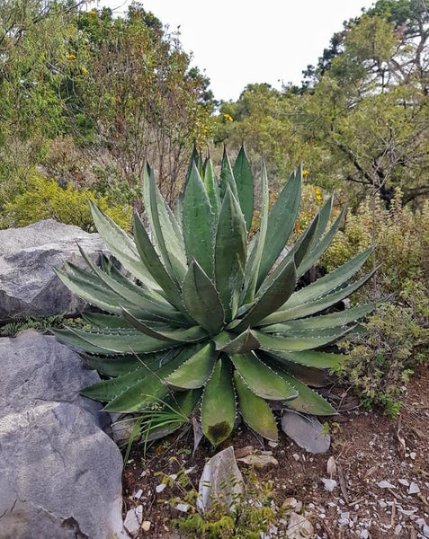 Graines de Agave garciae-mendozae