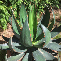 Graines de Agave garciae-mendozae