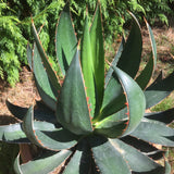Graines de Agave garciae-mendozae