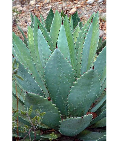 Graines de Agave Maximiliana