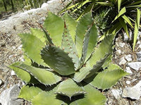 Graines de Agave Maximiliana