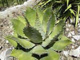 Graines de Agave Maximiliana