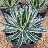 Graines de Agave Schidigera