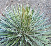 Graines de Agave Schidigera