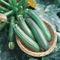 20 Graines de courgette astra polka, Cucurbita Pepo