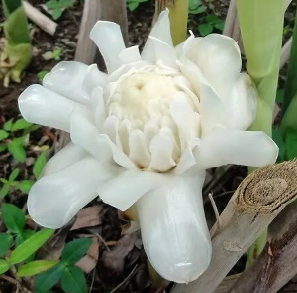 Graines de Etlingera Elatior White, Rose de Porcelaine Blanche