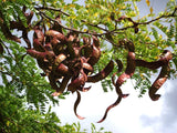 Graines de Févier d'Amérique Gleditsia triacanthos Seed Epineux, févier à trois épines, acacia à trois épines, épine du Christ.