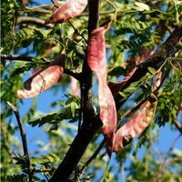 Graines de Févier d'Amérique Gleditsia triacanthos Seed Epineux, févier à trois épines, acacia à trois épines, épine du Christ.