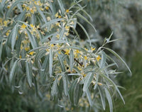 10 Graines Eleagnus Angustifolia olivier de Bohême, arbre d’argent, éléagne à feuilles étroites, chalef à feuilles étroites