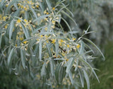 3 Graines Eleagnus Angustifolia olivier de Bohême, arbre d’argent, arbre du paradis, éléagne à feuilles étroites, chalef à feuilles étroites