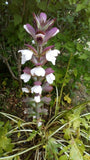 Graines Acanthe, Acanthus Mollis, Acanthacées, Acanthaceae, Akantha