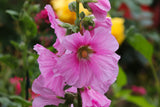 Graines en Mélange de Fleurs Roses Trémières ( Rose et Rouge ) Alcea Rosea Passerose Rose Papale