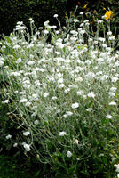 50 Graines de Coquelourde à Fleurs Blanches Silene coronaria Lychnis coronaria Agrostemma coronaria Coronaria coriacea